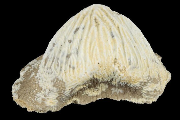 Fossil Crusher Shark (Ptychodus) Tooth - Kansas #187424